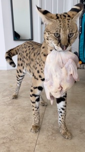 ...