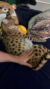 ...