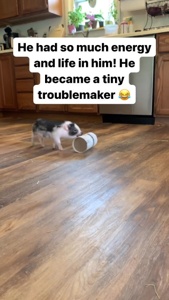 ...