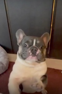 ...