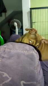...